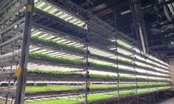 Growing Without Soil: Traditional vs. Hydroponics Farming in the UAE