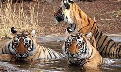Wildlife Tour Packages in India: Embark on an Unforgettable Journey