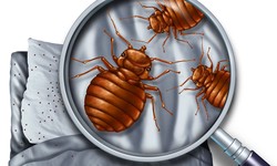 Bed Bug Infestations: Pest Control Solutions That Work