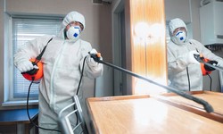 Emergency Pest Control: What to Do When Pests Strike Suddenly