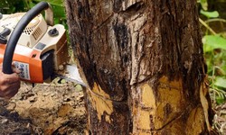 Duranchi Tree Service: Your Premier Choice for Las Vegas Tree Removal