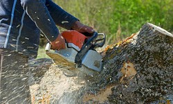 Safeguarding Your Space: Expert Tree Removal Services