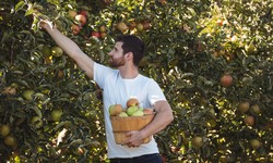 Orchard to Your Doorstep: Dive Into the World of Direct Ship Fruit Boxes