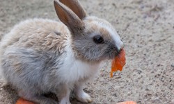 How To Feed Your Rabbit in Summer