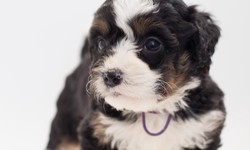 Bernedoodle puppies for sale
