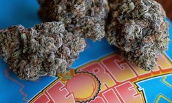 Time-Efficient Techniques: How to Cultivate Apple Fritter Strain & Georgia Pie Strain Swiftly