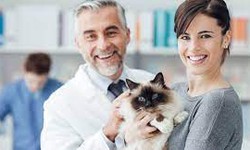 What Is Pet Insurance That Pays Vet Directly?