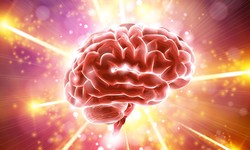 Highly Recommended Foods that Increase Blood Flow to the Brain