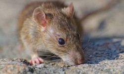 Squeak-Free Living: Navigating Rodent Control in Walsall Like a Pro