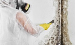 The Ultimate Guide to Black Mold Removal in Montreal