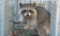 Tails of the City: How Toronto Manages Urban Wildlife