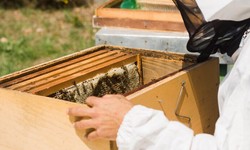 Redditch's Top Wasp Nest Removal Pros: Unleashing the Experts