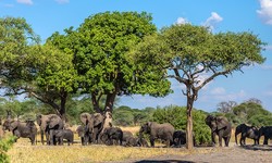 Essential Tips for a Memorable Trip to Kenya