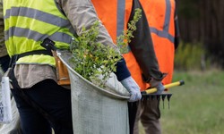 Top Benefits Of Hiring An Emergency Tree Removal Randwick