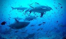 Protecting Our Oceans: The Importance of Marine Habitat Conservation