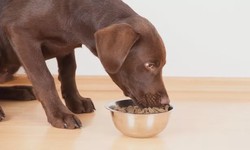 Top 10 Dog Food Brands for Optimal Canine Nutrition