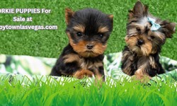 Yorkie for Sale Las Vegas: Find Your Furry Companion