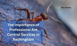 The Importance of Professional Ant Control Services in Rockingham