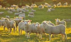 Livestock Insurance in Pakistan