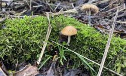 What Are The Potential Therapeutic Uses Of Psilocybin?