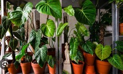 Title: The Importance of Indoor Plants for a Healthy Home