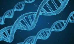 Understanding DNA Concentration in Molecular Biology