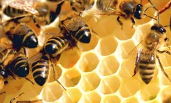 How Can Honey Revolutionize Your Cooking? Discover Unique Recipes