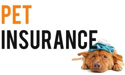 Choosing the Right Pet Insurance for Your Cat: A Step-by-Step Guide