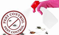 Common Household Pests And Their Damaging Effects On Your Home