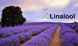 Detailed Project Report on Linalool Manufacturing Plant Setup By IMARC Group