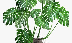 Monstera Adansonii: The Enigmatic Charm of the Swiss Cheese Vine