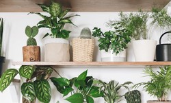 Essential Considerations When Buying Plants Online