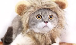 Unleash the Cuteness: Pets with Hats - A Guide to Pet Hats, Costumes, and Accessories