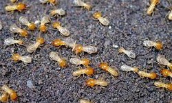 The Secret Life Of Termites: Understanding Their Behavior And How To Prevent Infestations