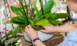 How to care for your orchid arrangement