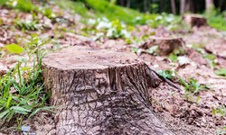 Contact a reliable tree stump removal service for maintaining your yard