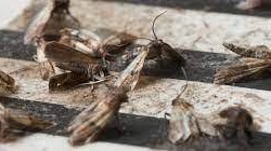 Moth Control in Knaresborough: Protecting Textiles and Living Spaces