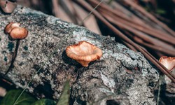 A Beginner's Guide to Identifying Edible Mushrooms in the Philippines