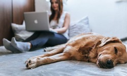 How To Choose The Right Pet Insurance?