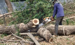 5 Frequently Asked Questions About Chopping Trees