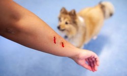 Securing Justice After a Dog Bite: The Role of a Personal Injury Lawyer in Las Vegas