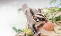 The Benefits of Feeding Grapes to Sugar Gliders