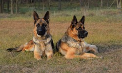 Unveiling the Best Places to Buy Protection Dogs in Las Vegas, USA