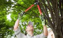 5 Useful Tips for Safe & Efficient Tree Removal