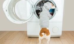Choosing the Perfect Dog Dryer Stand for Your Canine Companion