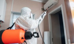 What You Need to Know About Professional Pest Control Services
