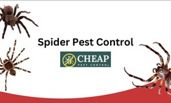 Effective Strategies for Spider Pest Control