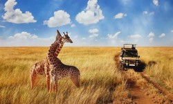 Embarking on an African Safari: A Dream Come True