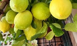 Cultivation Methods and Considerations for Perfume Lemon Trees