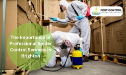 The Importance of Professional Spider Control Services in Brighton